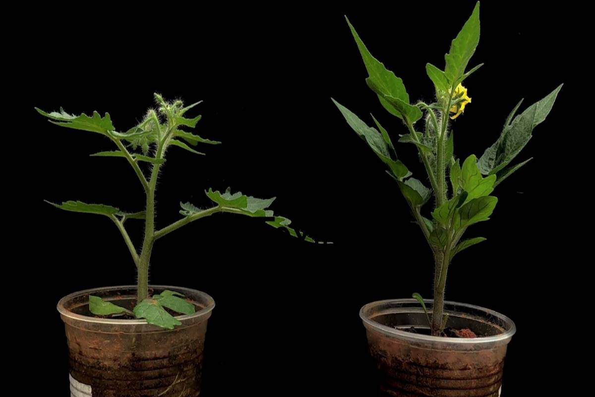 Pesquisa abre caminho para cultivos de tomate mais resistentes a pragas e calor, diz Embrapa