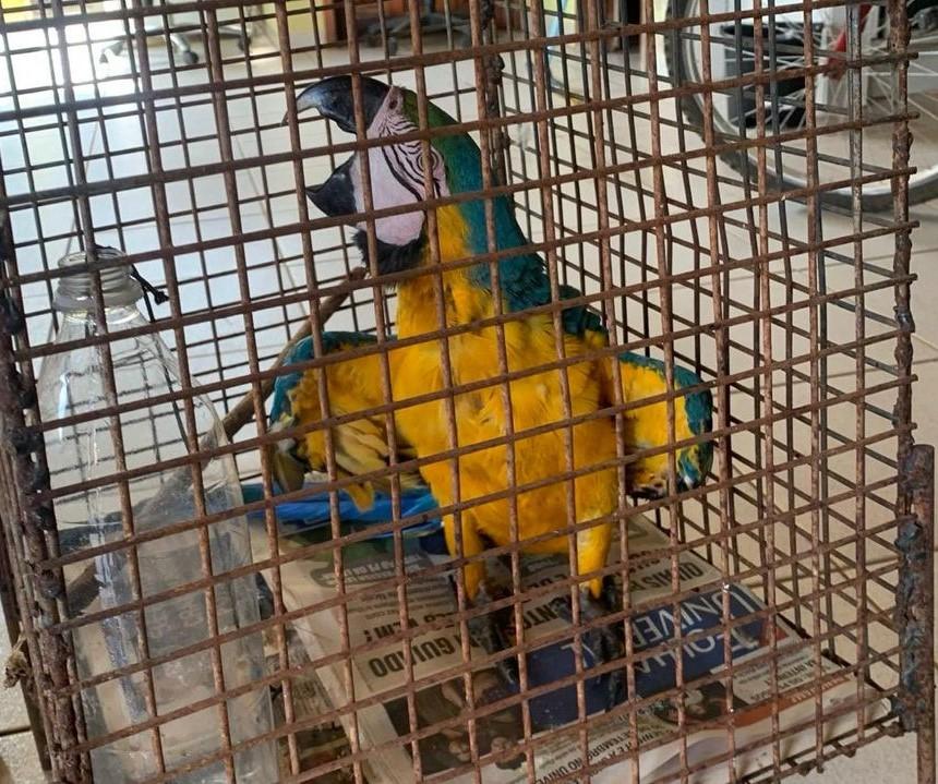 Bombeiros resgatam arara-canindé que era mantida em cativeiro