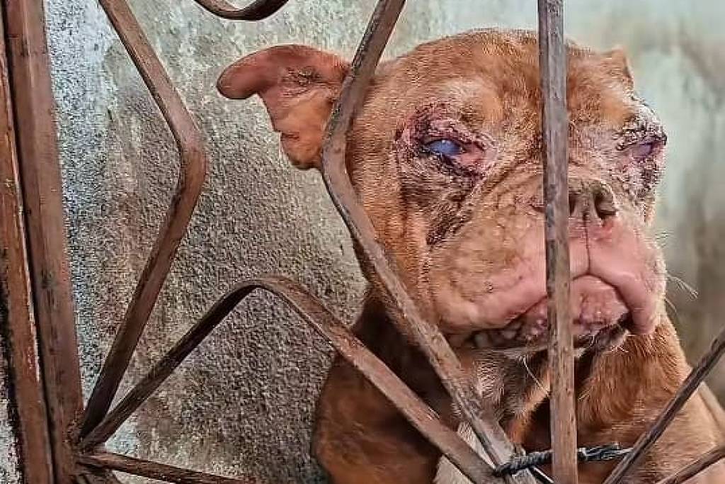 Polícia resgata 50 cachorros em canil clandestino com condições insalubres no Rio