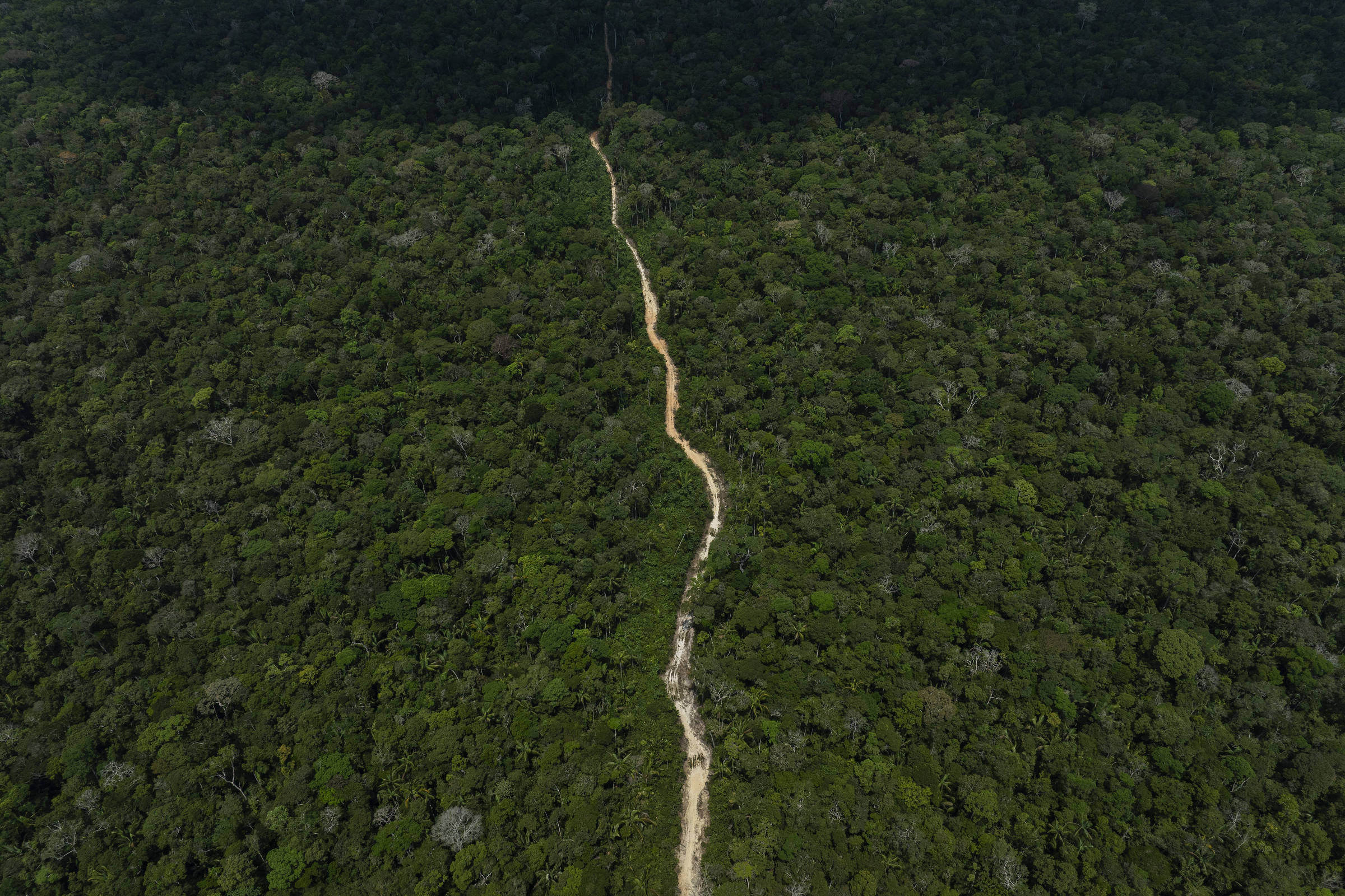 Banco Mundial aprova Fundo de Florestas, trunfo do Brasil para a COP30