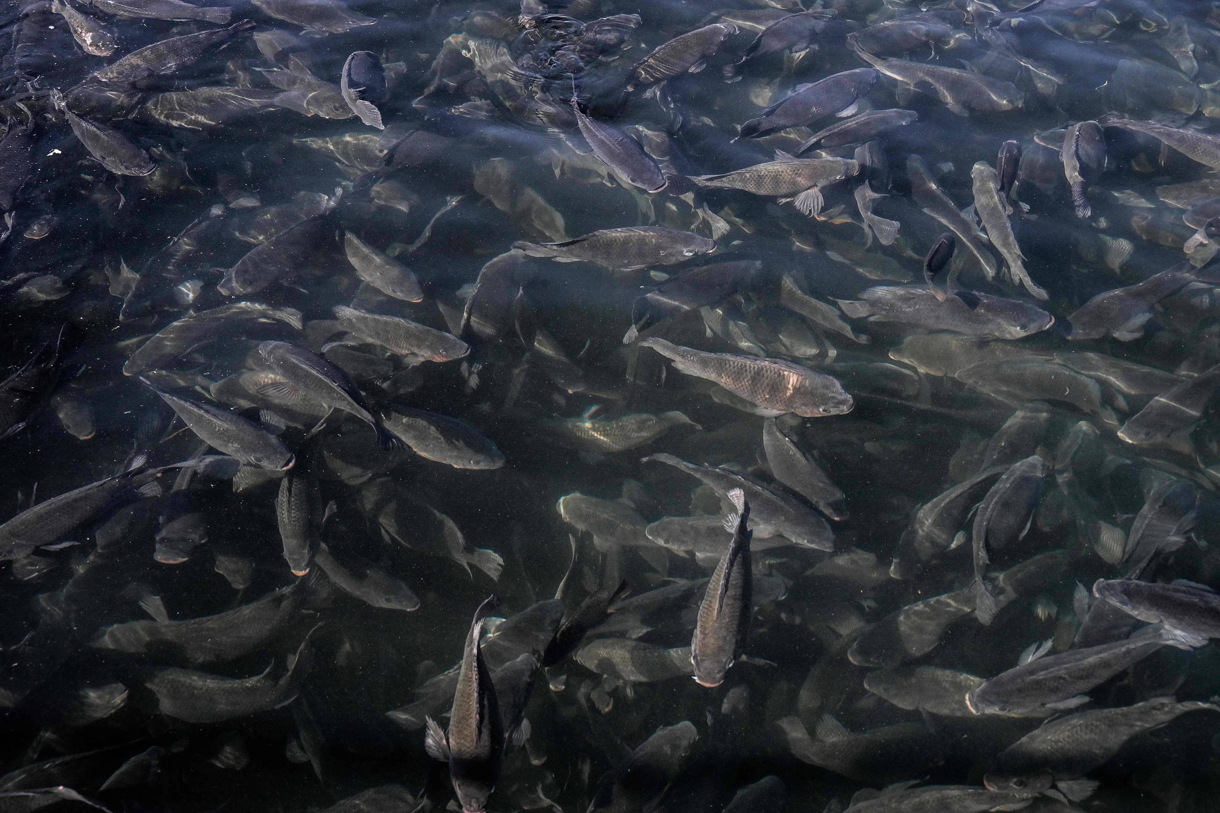 Como peixes em aquários