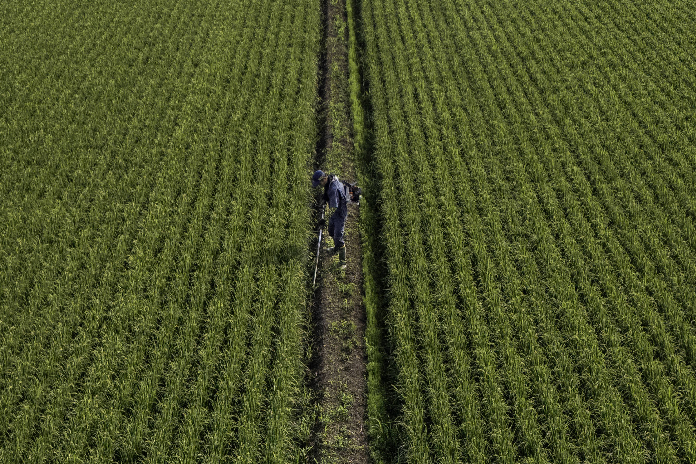 Arroz domina debate político e econômico do Japão, enquanto país define novo líder