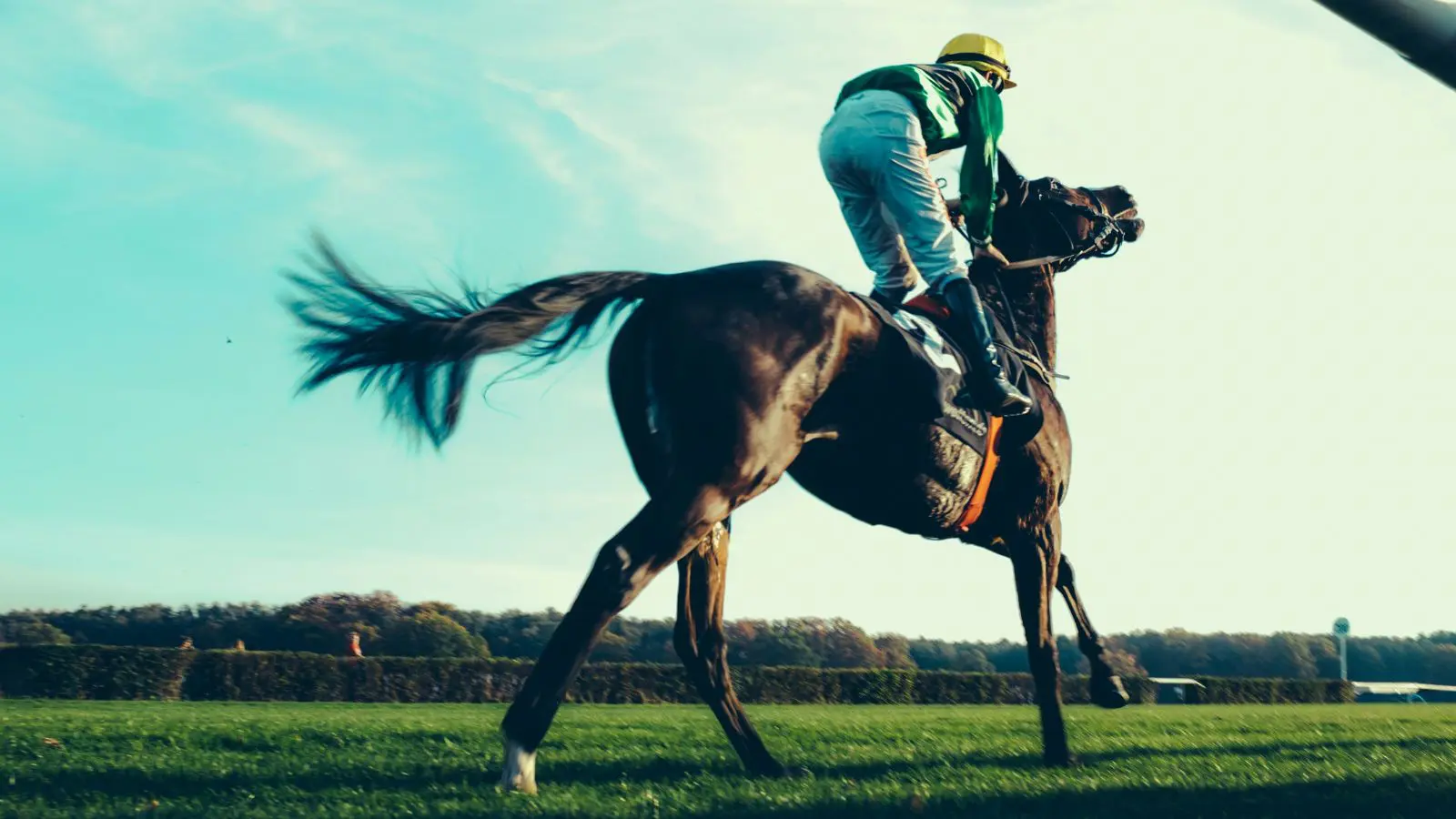 CRISPR: conheça os primeiros cavalos geneticamente editados do mundo