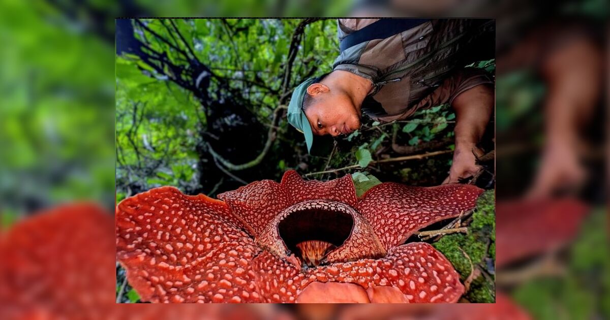 Expedição encontra flor mais rara do mundo após 13 anos de buscas