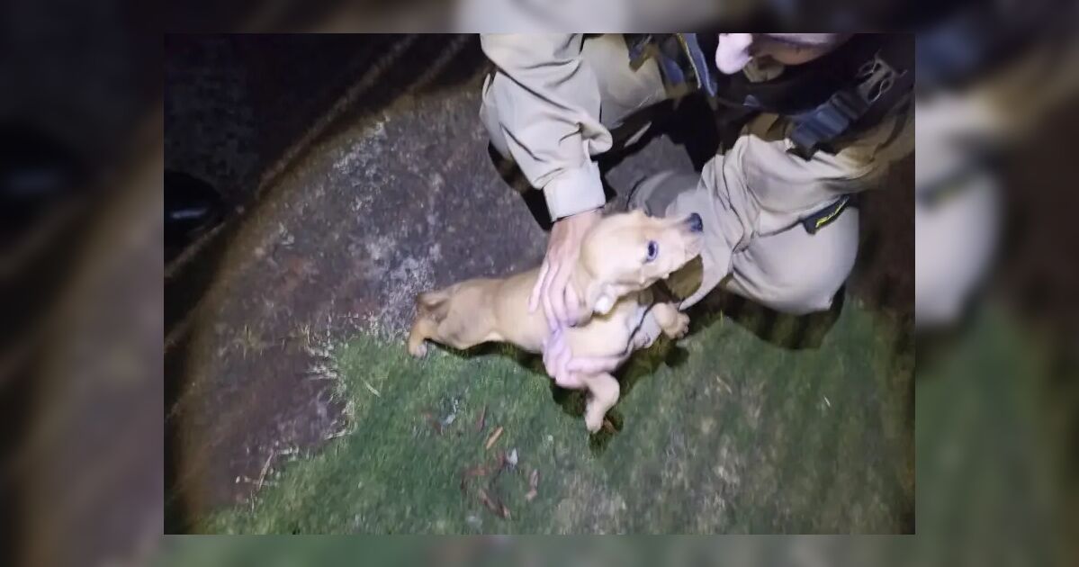 Filhote abandonado sem água e comida é resgatado pela PM no Paraná