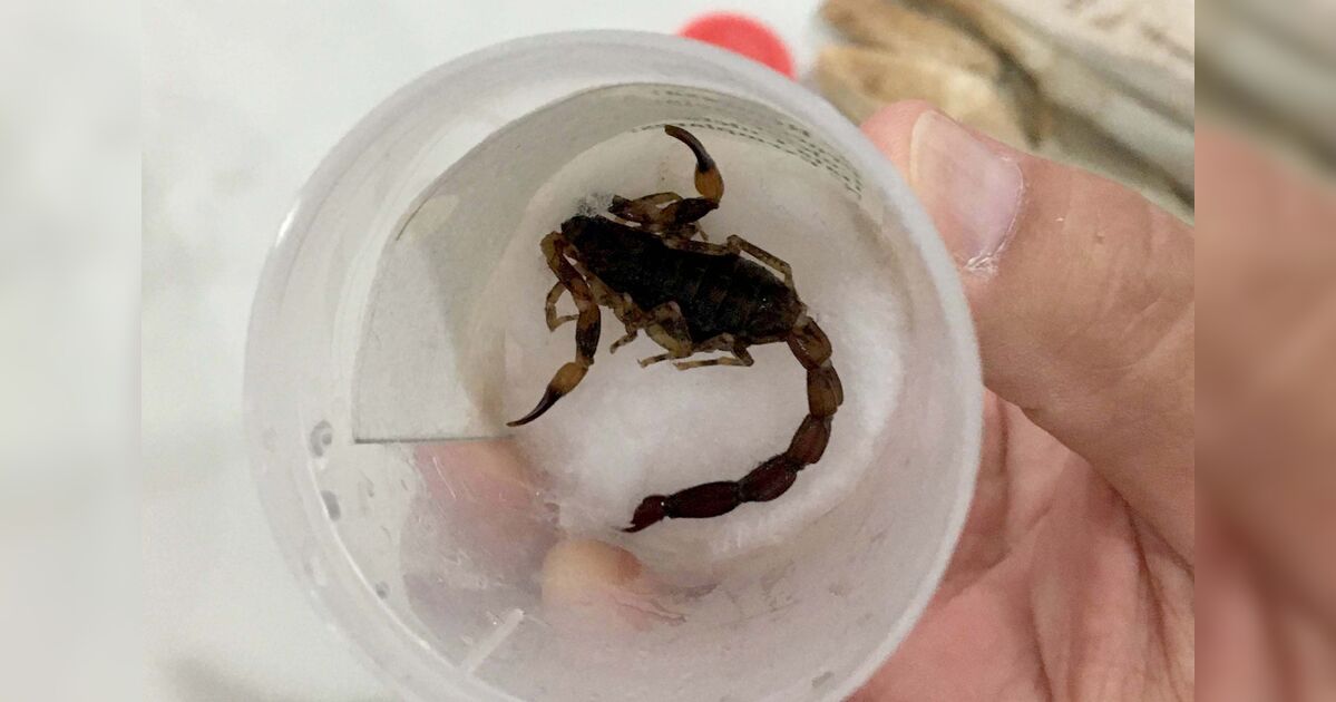 Animais peçonhentos causam um acidente a cada dois dias na região