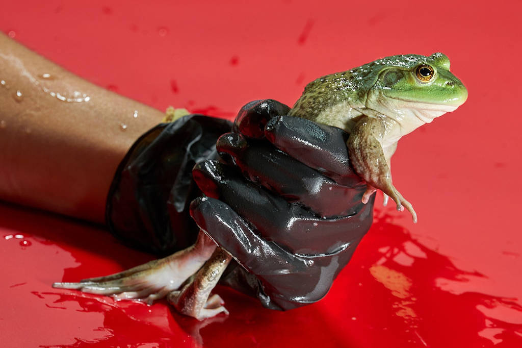 Linhagem de fungo mortal para anfíbios surgiu no Brasil e se espalhou pelo mundo