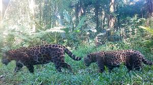 Onças resgatadas na Amazônia estão prontas para receber visitas em zoológico de Guarulhos (SP)