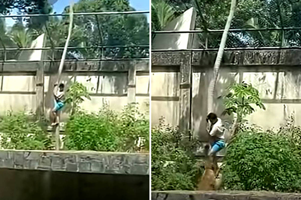 Quem empurrou Gerson para a jaula dos leões fomos nós