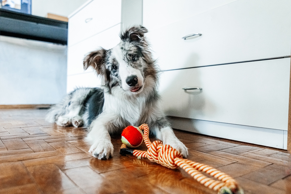 Alguns cães aprendem nomes de objetos apenas ouvindo humanos