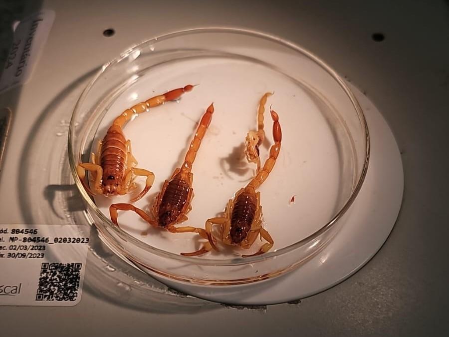 MT registra 3.860 acidentes com animais peçonhentos