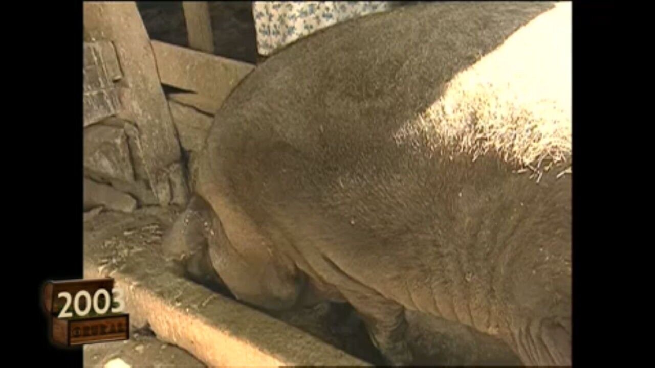 O mutirão para abater um porco de mais de 300 kg que mobilizou vizinhos em MG; reveja reportagem