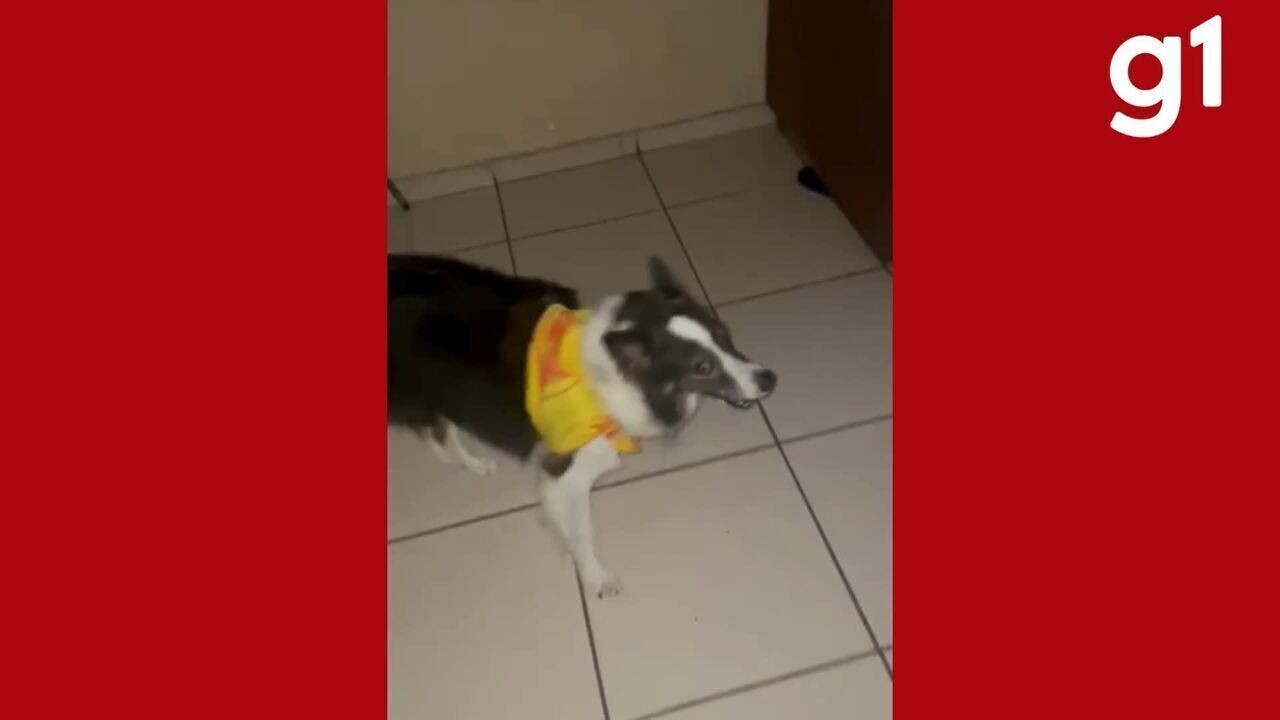 Conheça Lili, a border collie que coleciona mais de 10 medalhas em corridas de ruas em MT