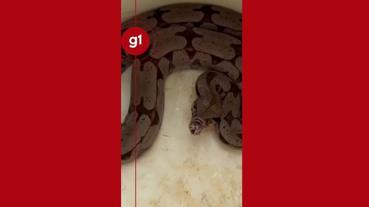 Bafo da jiboia: cobra de mais de um metro ‘reclama’ após ser resgatada