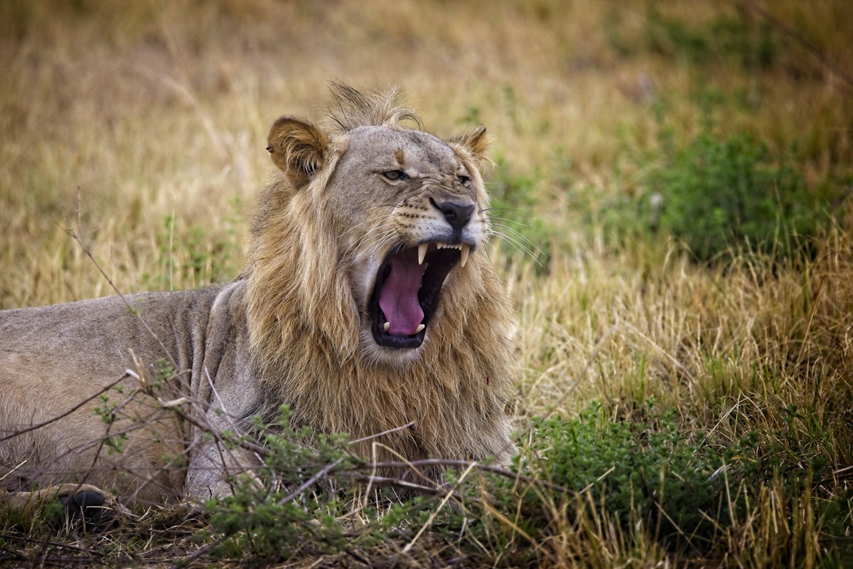 animais podem ter condição que deixa a juba careca