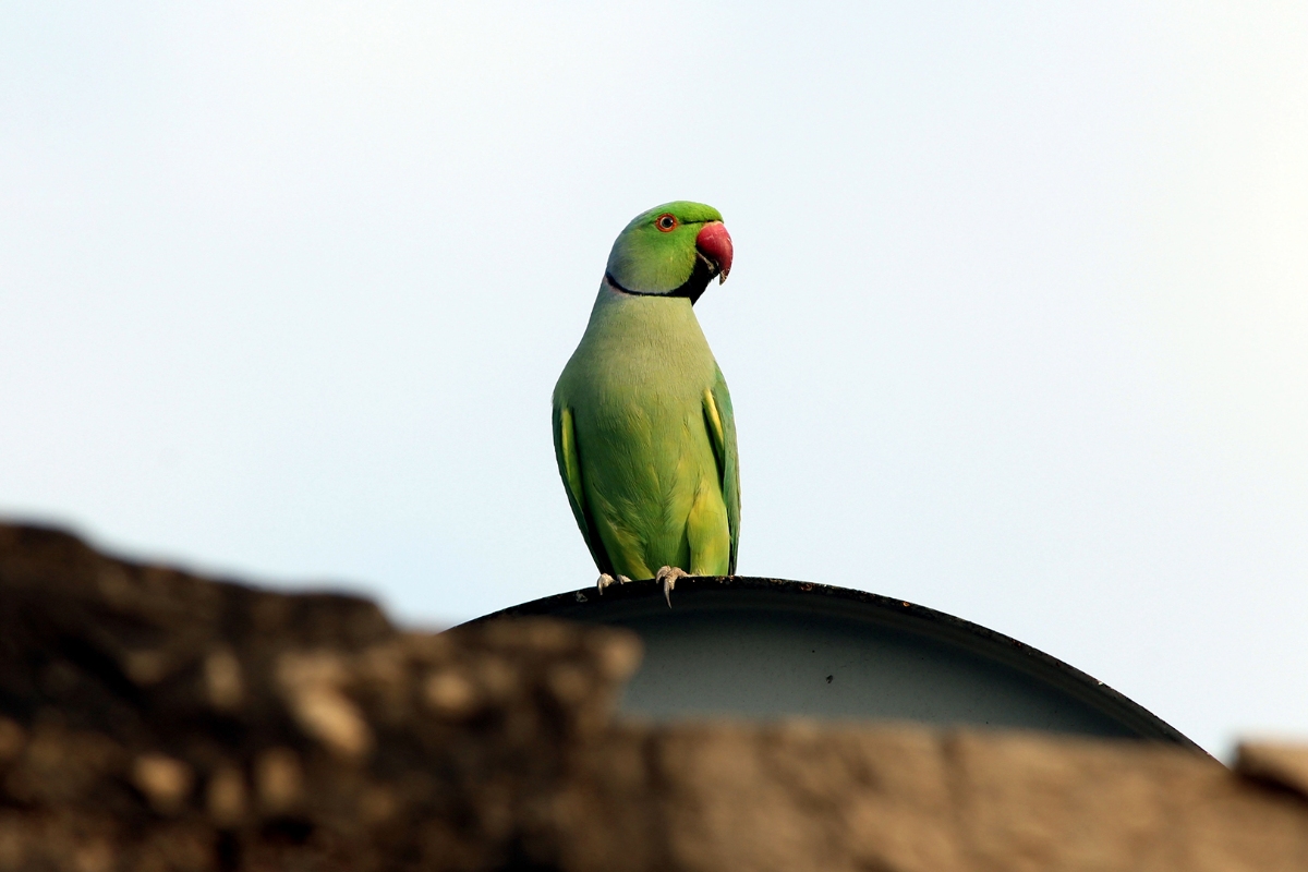 Papagaios dão nomes aos filhotes com sons exclusivos, mostra estudo