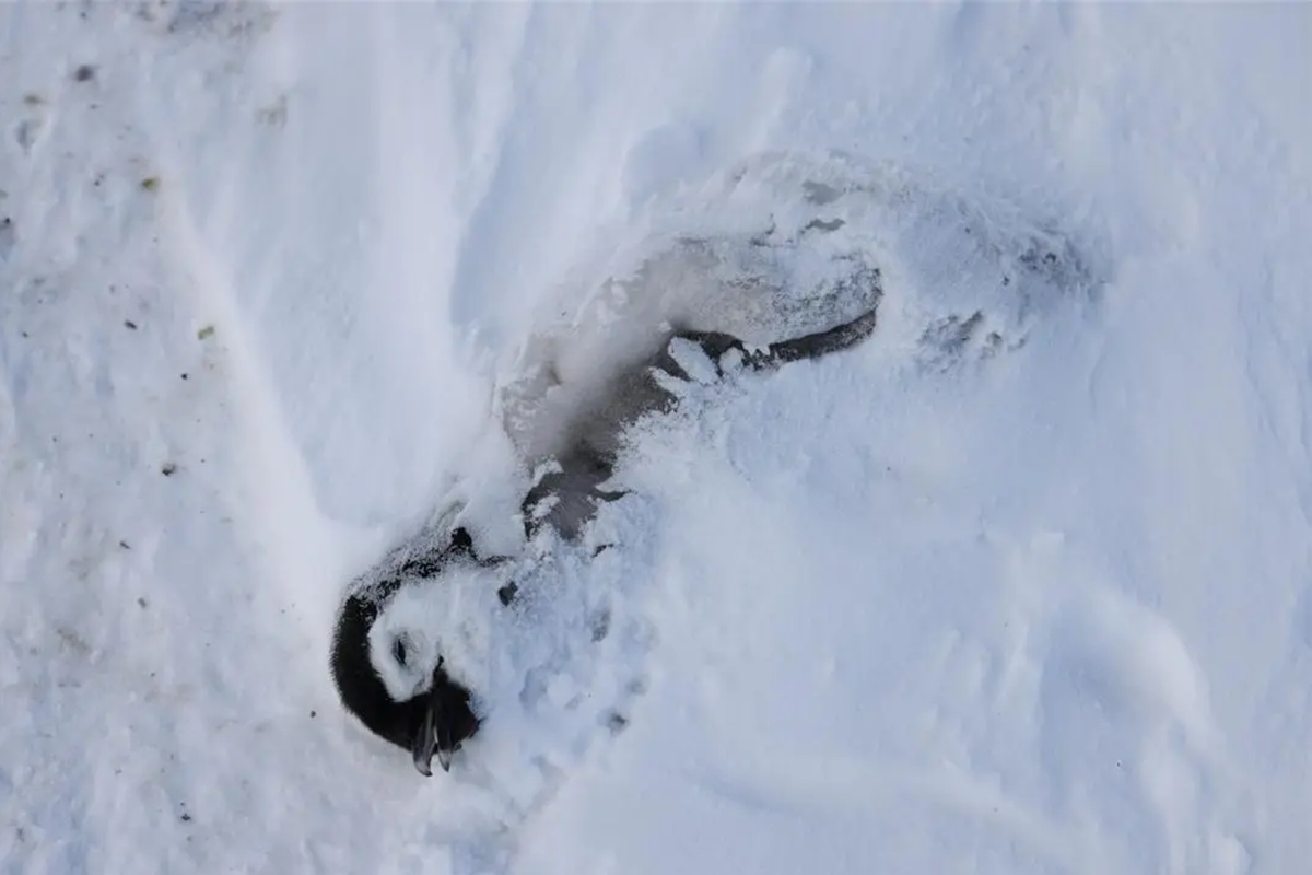 Iceberg errante mata população de pinguins bebês na Antártida. Entenda