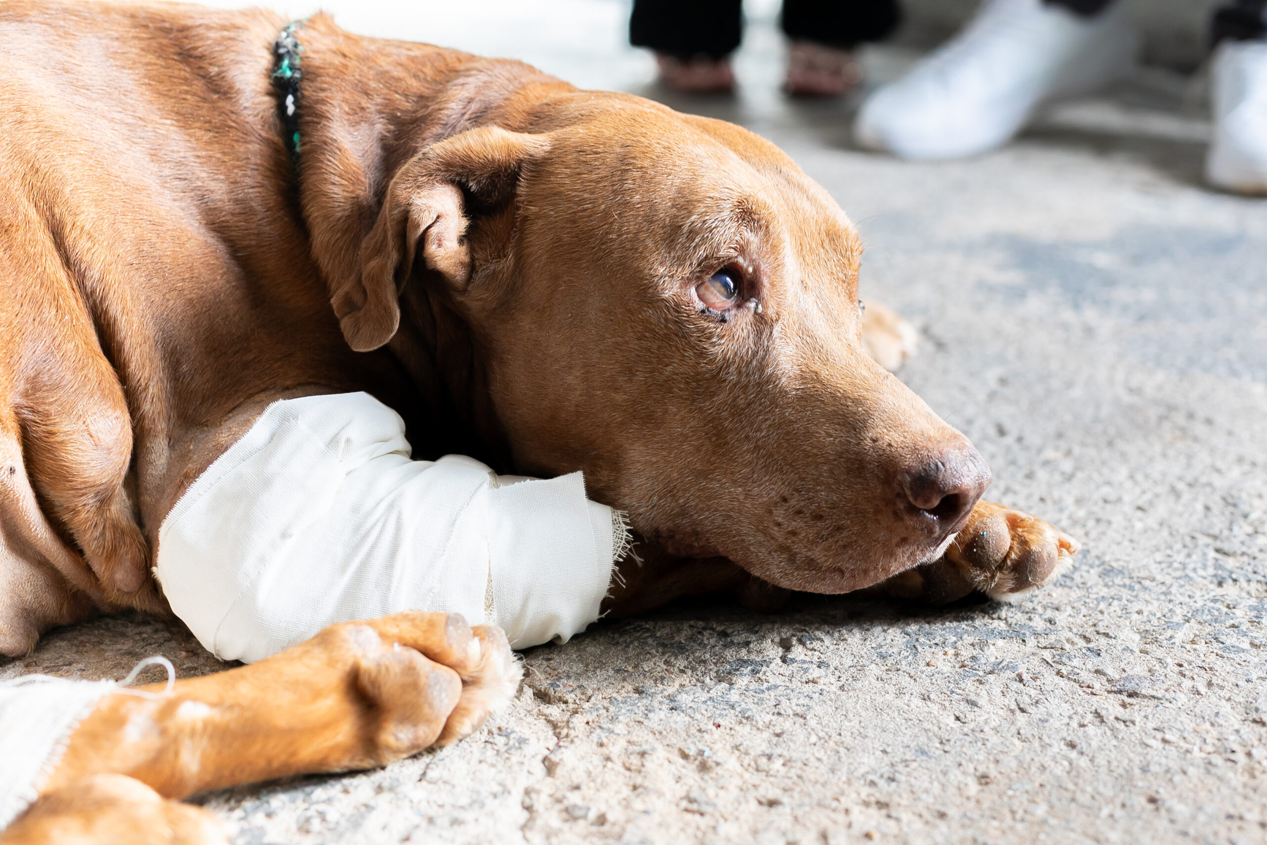 Cão resgatado após ser enterrado vivo dá sinais de recuperação