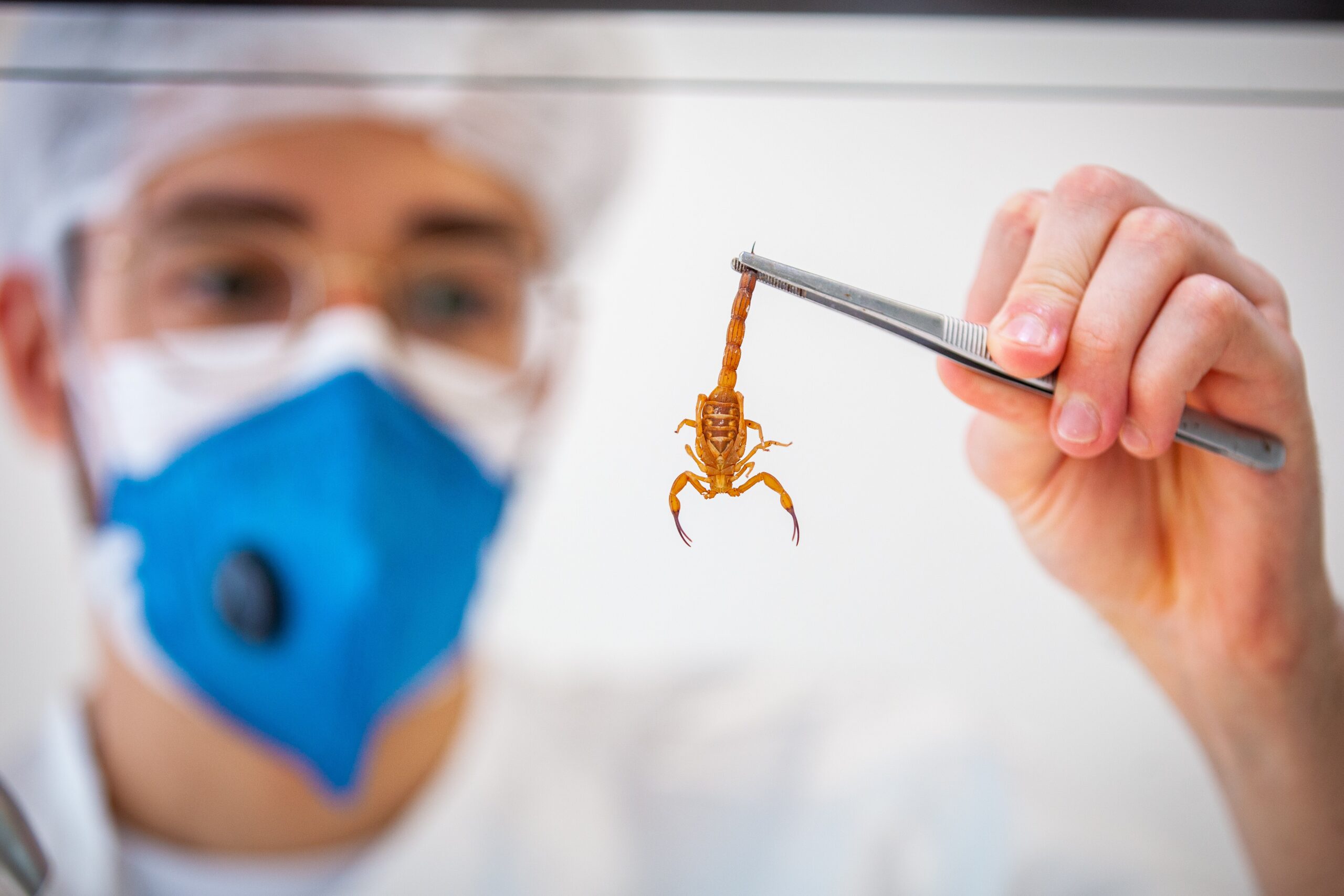 Quase 4 mil acidentes com animais peçonhentos foram registrados em MT