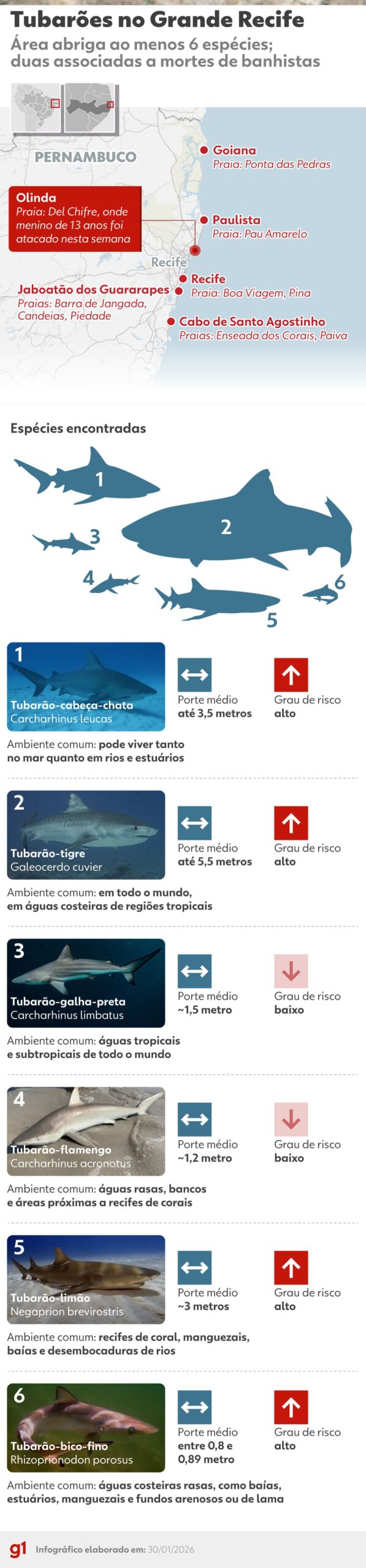 Grande Recife tem registros de seis espécies de tubarão, mas só duas são associadas a mortes; conheça características