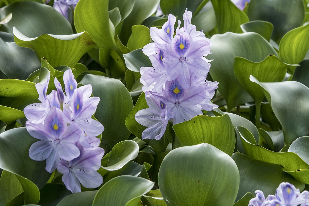 entenda como povos indígenas produzem sal a partir de planta