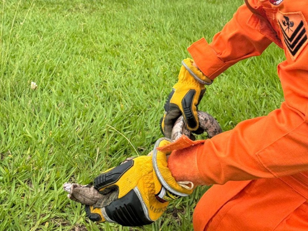 Jiboia é resgatada por bombeiros no Rodoanel de Lucas do Rio Verde