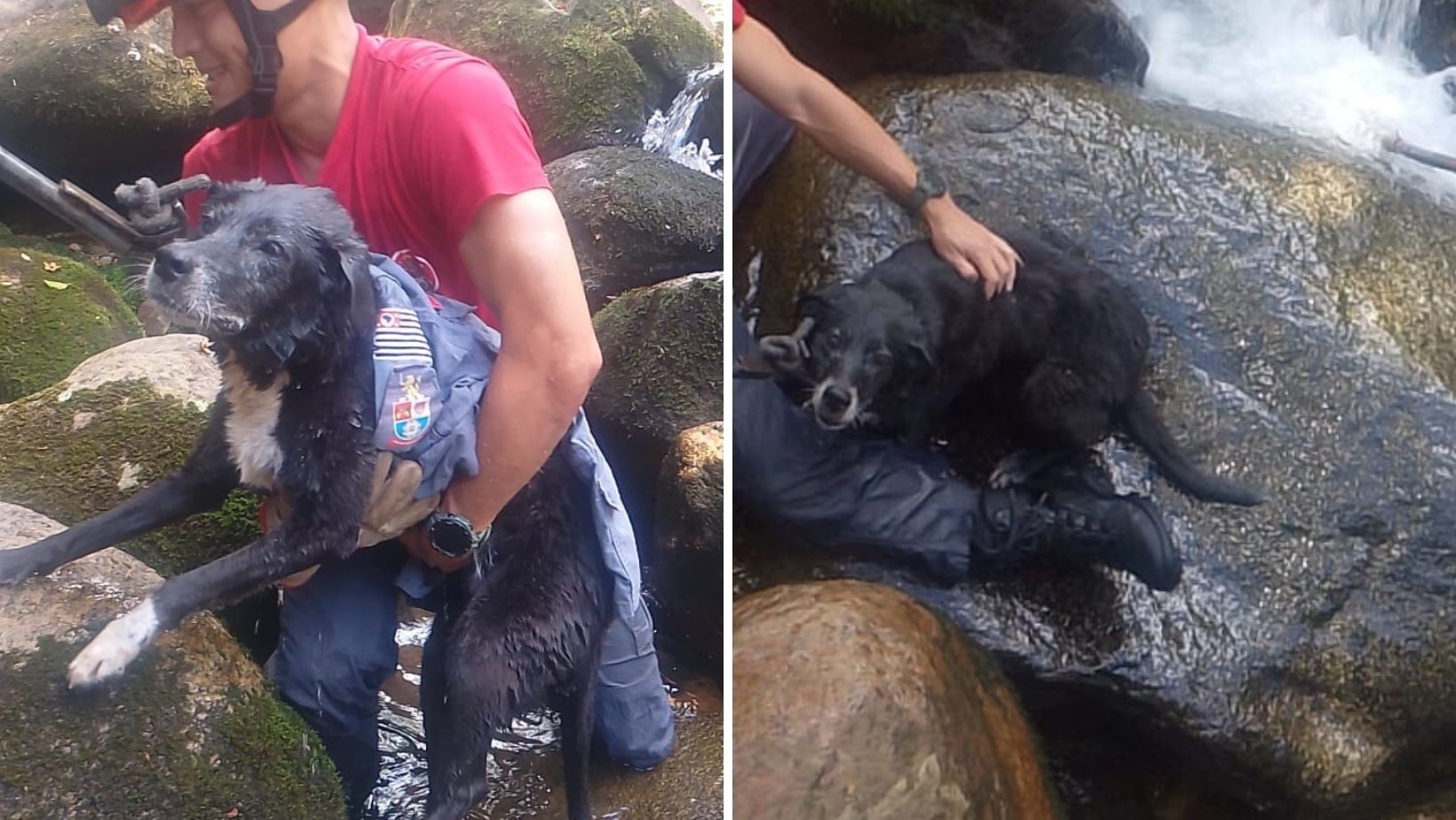 Cachorra é arrastada por correnteza, fica presa em cachoeira por três horas e é resgatada em São Sebastião