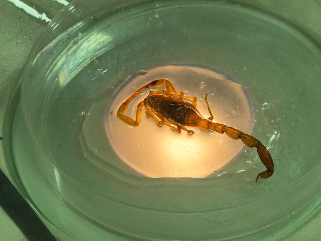 Mato Grosso registra 3.860 acidentes com animais peçonhentos em 2025