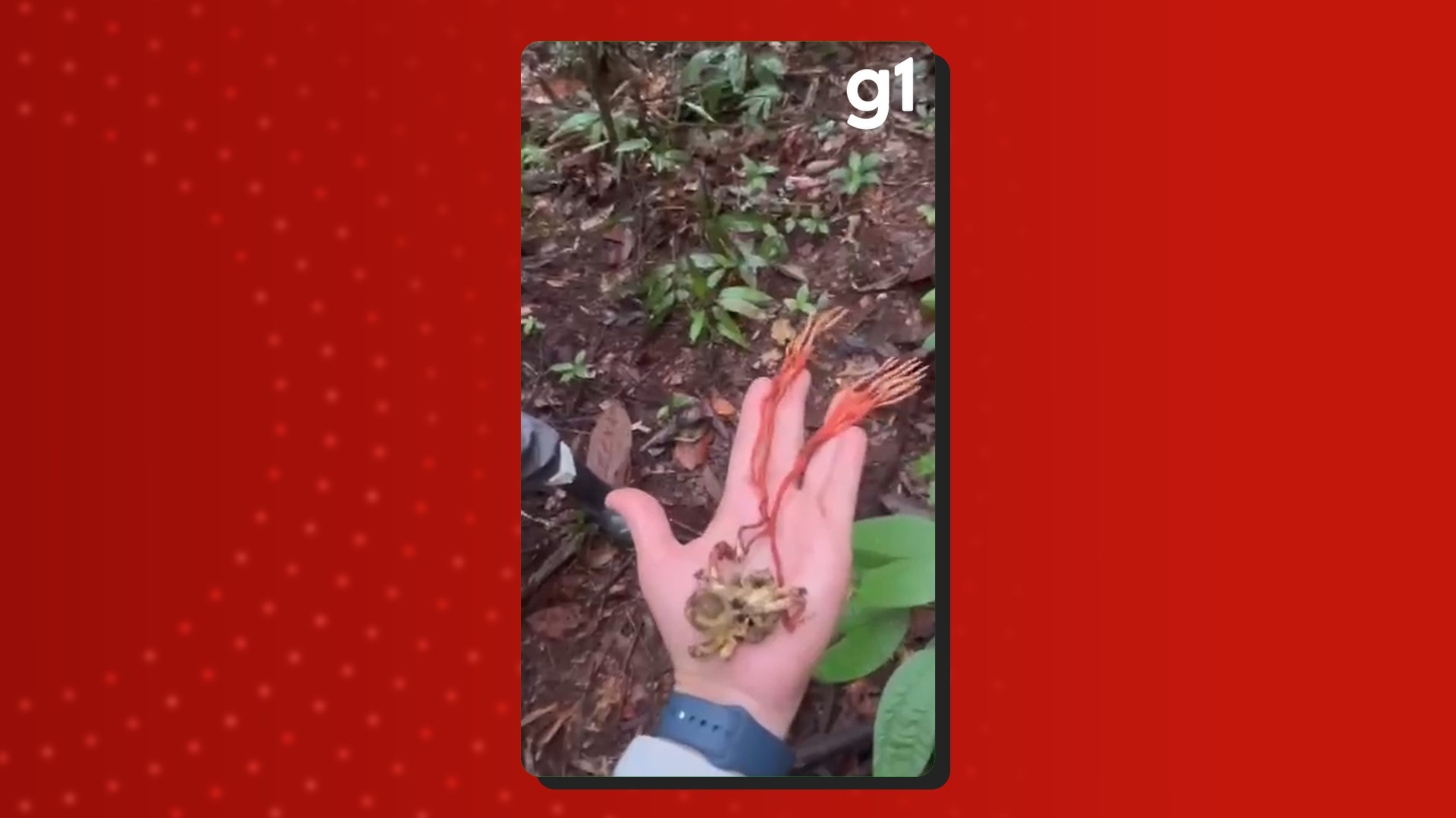 Cientistas encontram fungo ‘zumbi’ em tarântula gigante na Amazônia