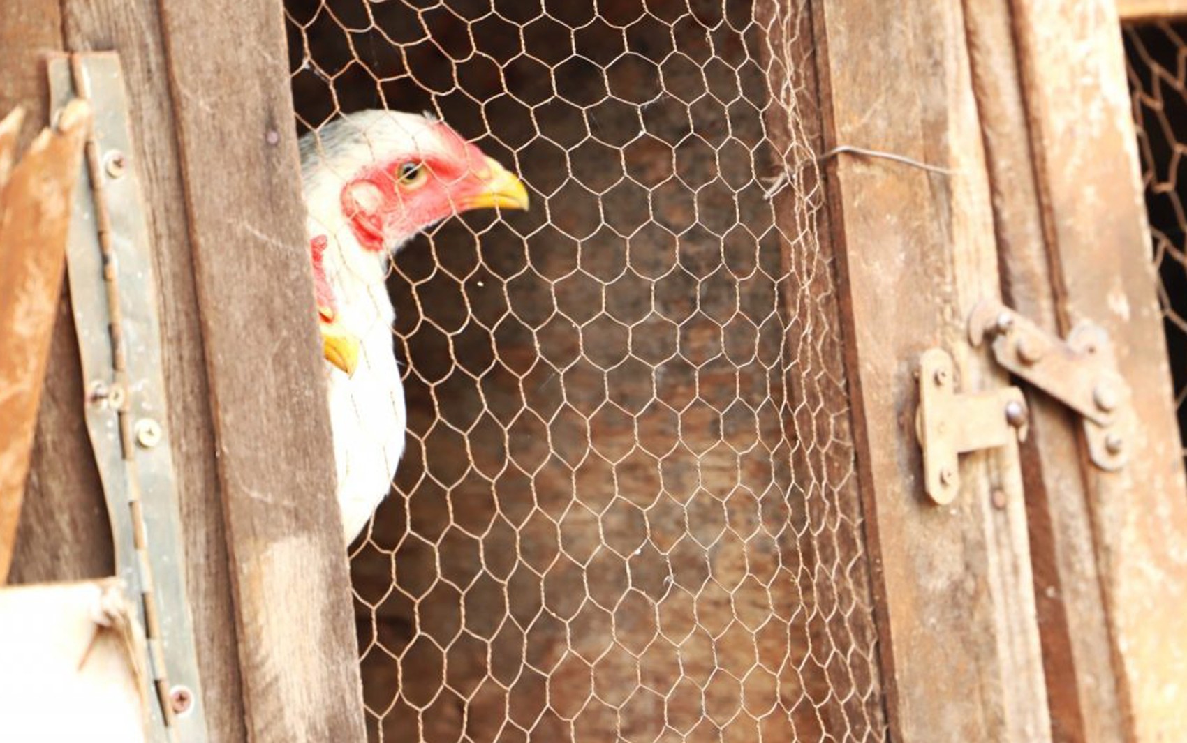China encerra embargo e libera importação de carne de frango do RS