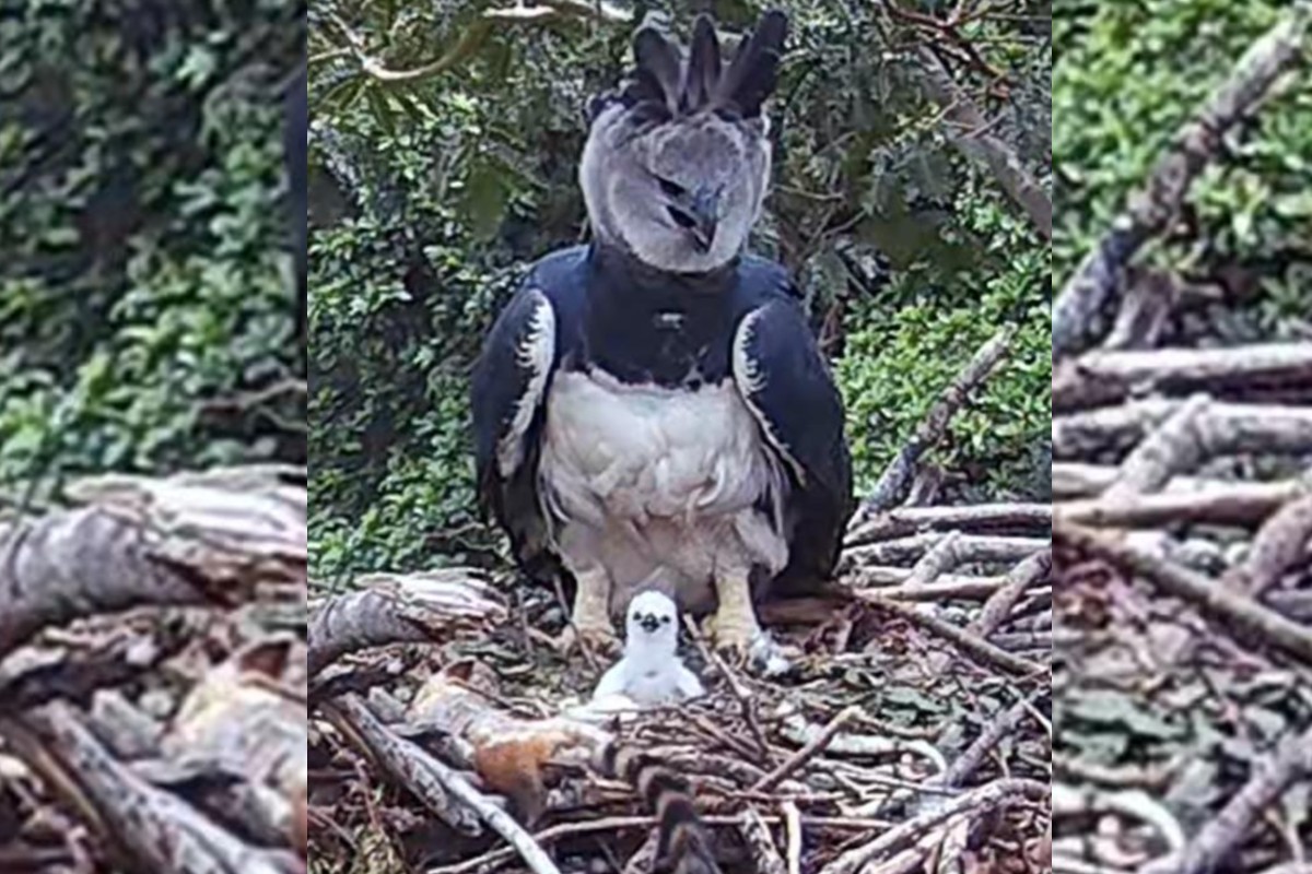 Filhote da maior águia do planeta surge em ninho após mistério