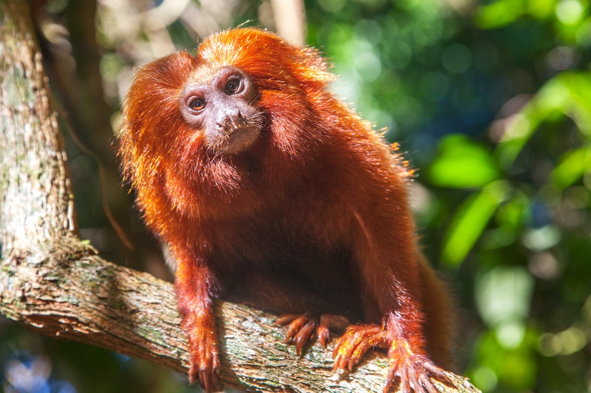 Médico veterinário explica os riscos de domesticar animais silvestres