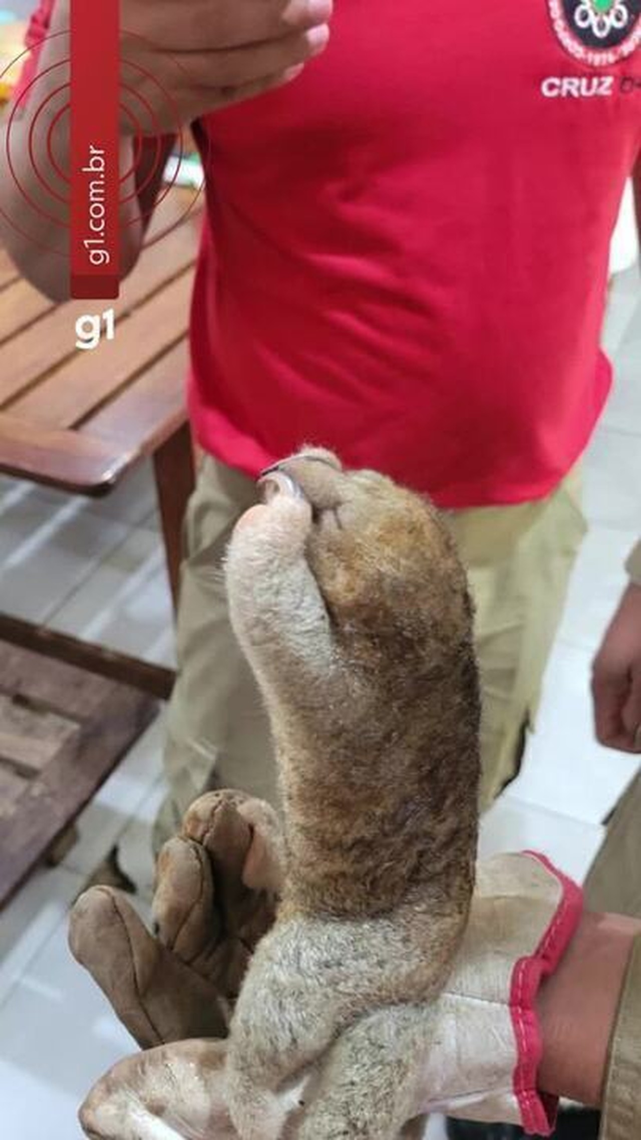 ‘Menor tamanduá do mundo’ é resgatado em meio à obra em Rio Branco