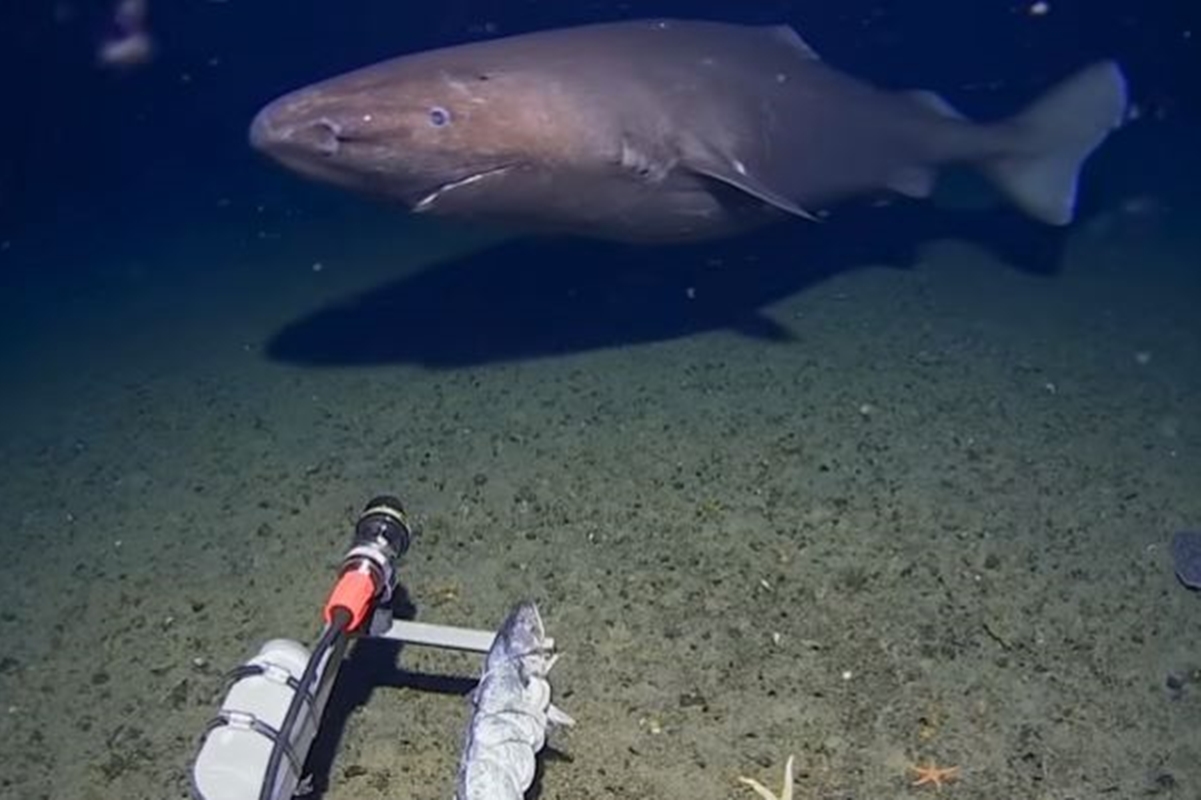 tubarão é achado em águas profundas da Antártida