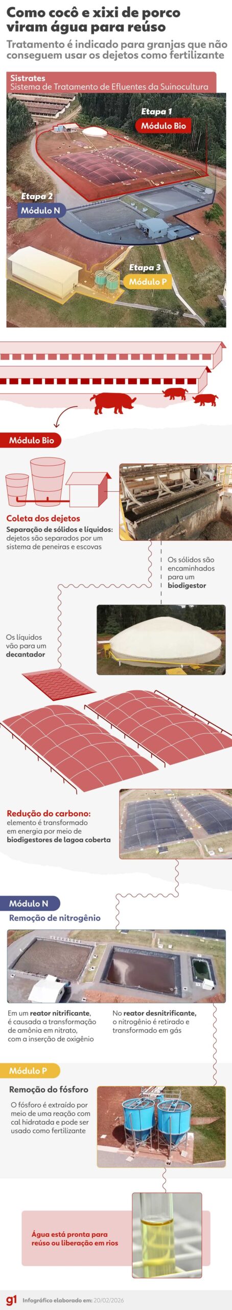 Cocô e xixi de porcos podem virar água potável (e até mesmo cerveja) com sistema de tratamento; entenda