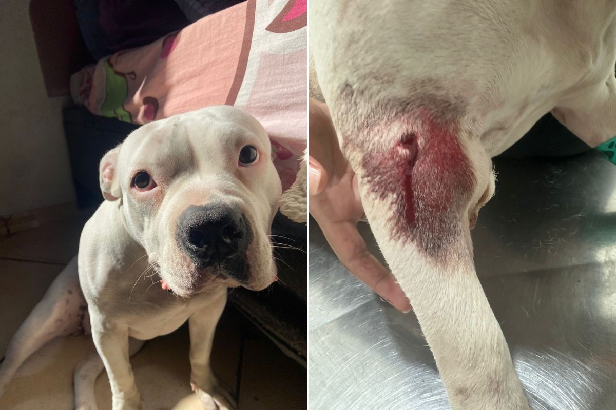 Cadela escapa de casa e é baleada por guarda municipal em SP; VÍDEO