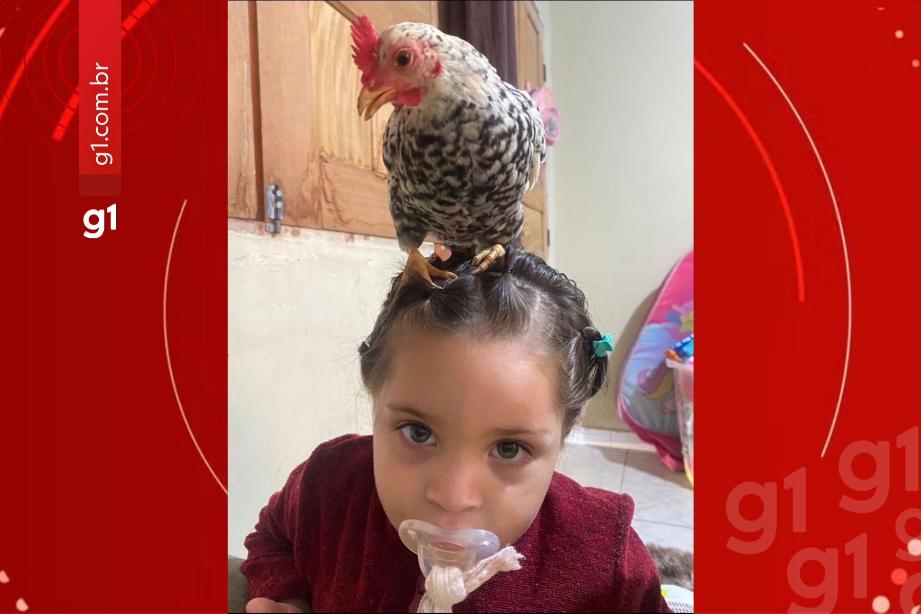 Menina de 2 anos ganha galinha e cria como pet dentro de casa no Acre