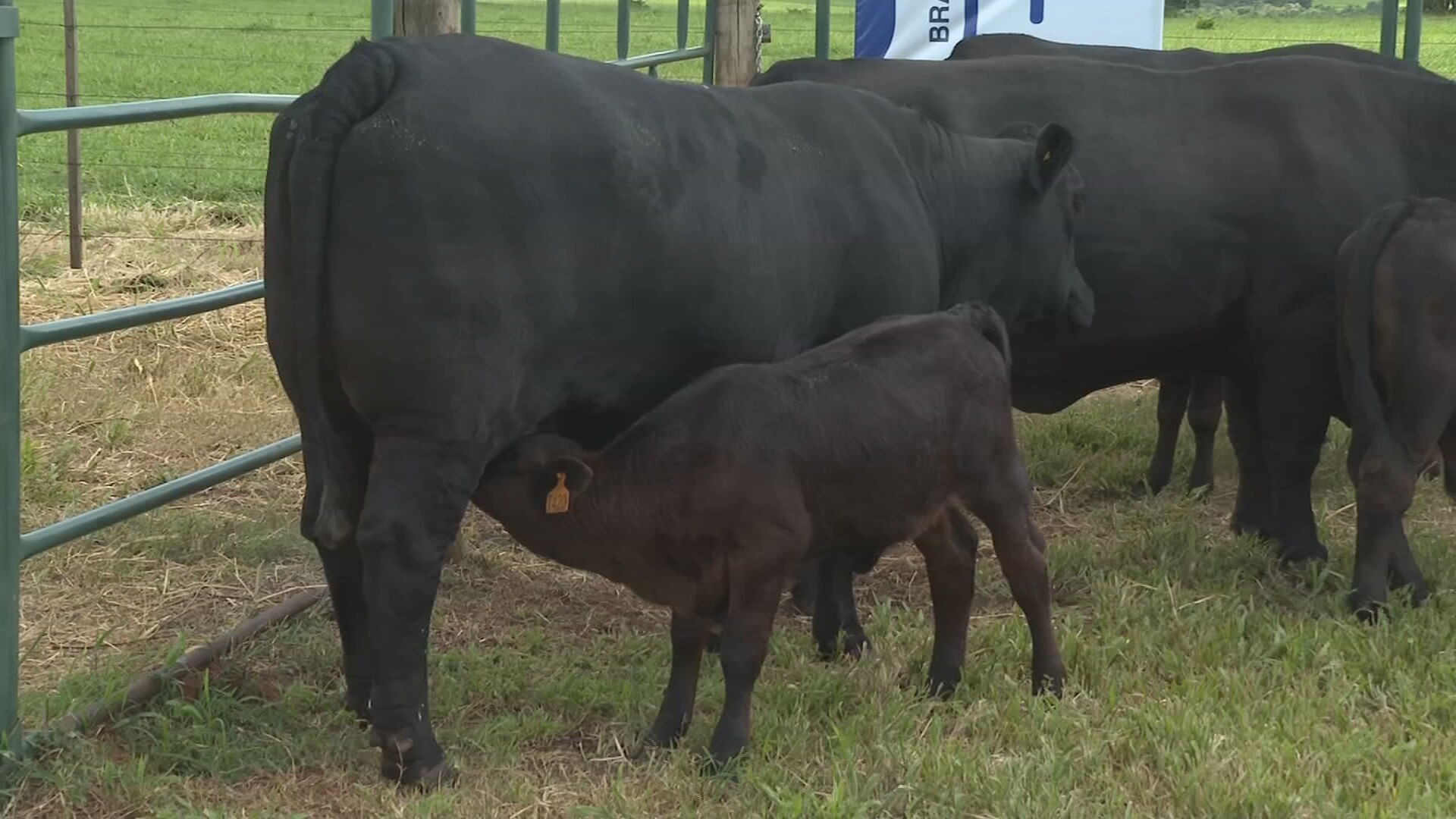 Brangus é rústico e tem carne de qualidade
