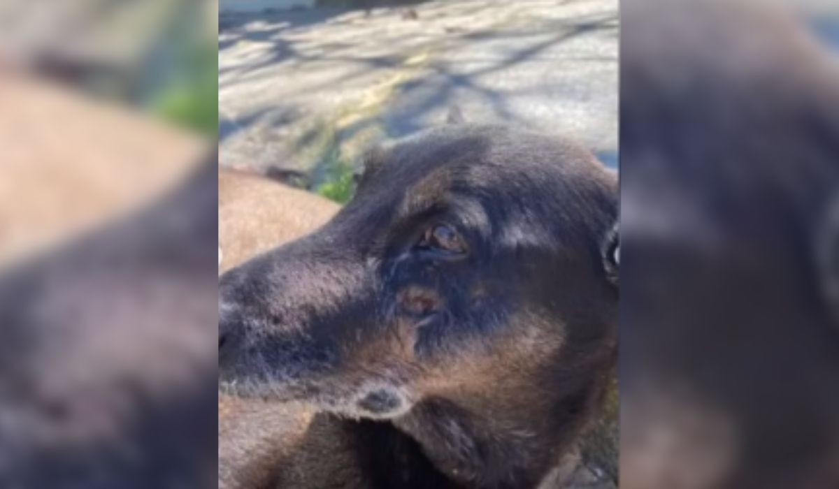 Polícia pede apreensão de passaporte de adolescente do caso cão Orelha