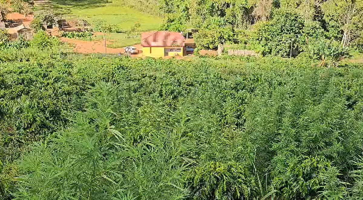 Família usava pés de café para esconder plantação de maconha em MG; marido e sogro seguem foragidos