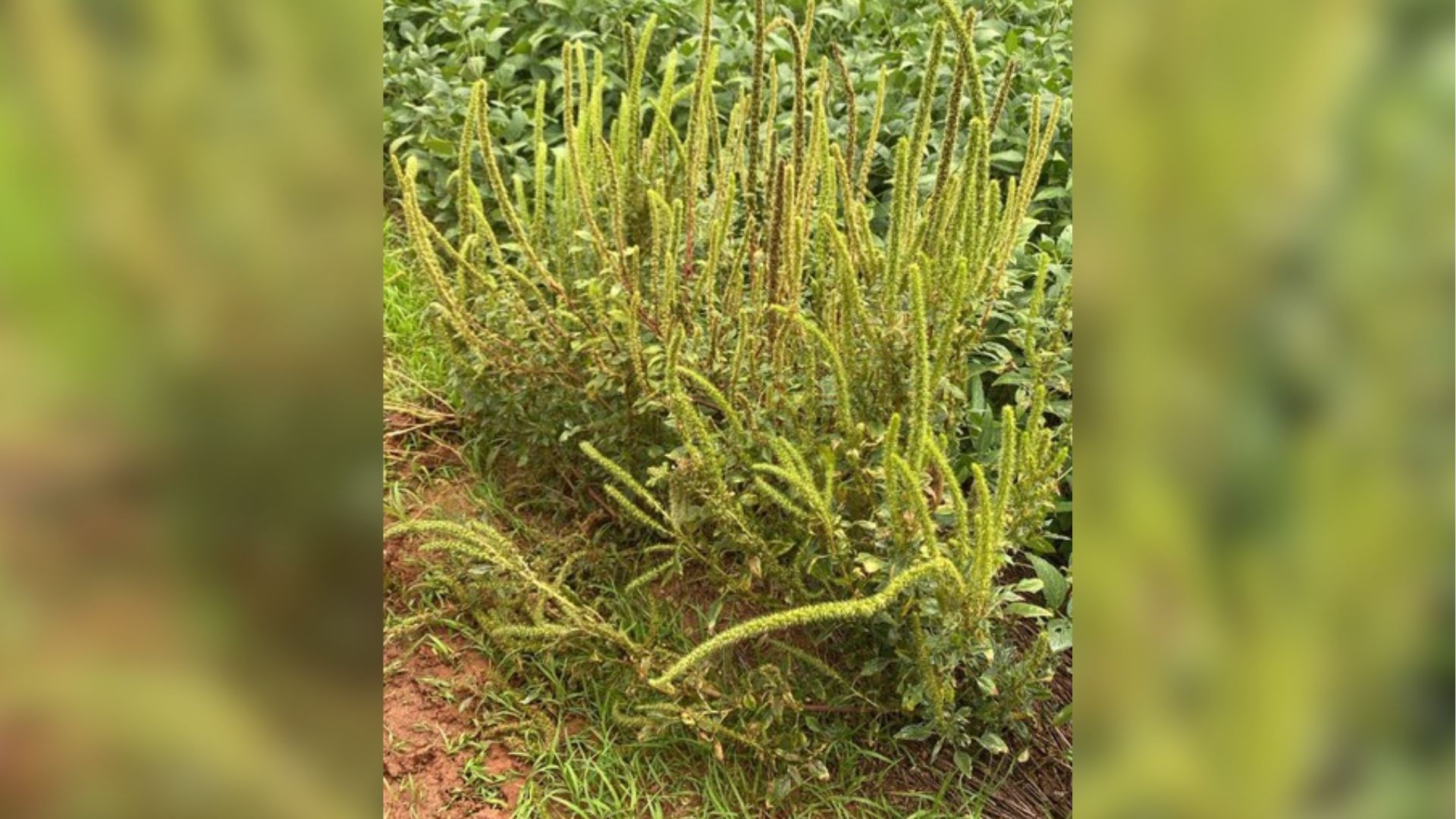 Praga quarentenária caruru-palmeri é encontrada pela 1ª vez em SP