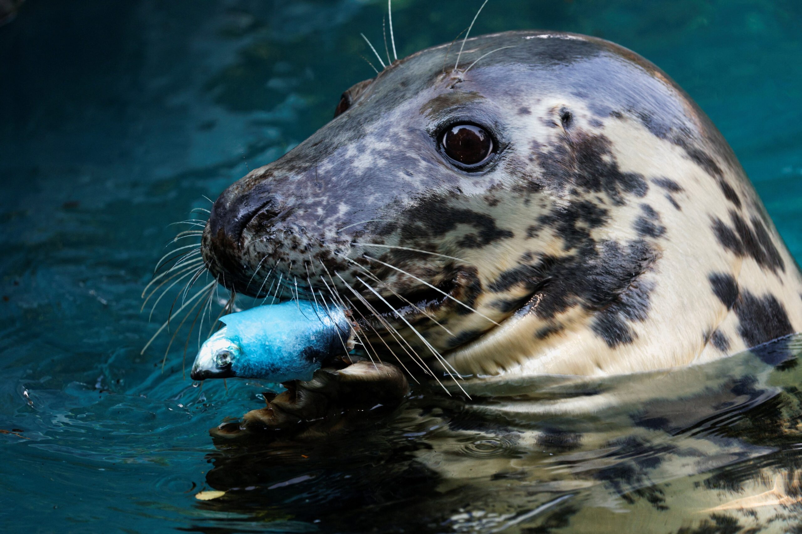 Vídeo de foca arrastando cachorro para dentro da água é falso