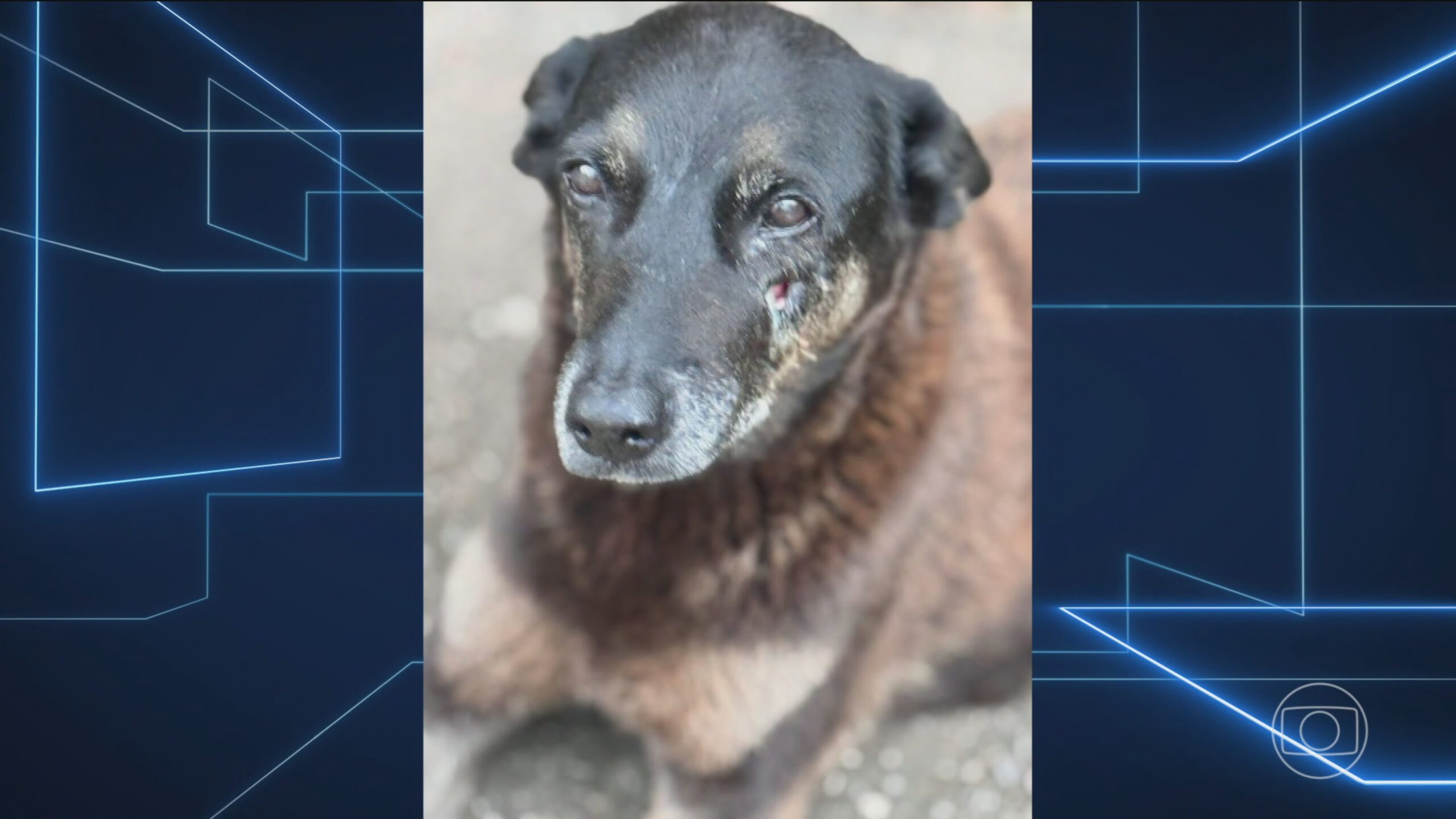 Caso Orelha: Ministério Público de Santa Catarina recebe inquérito que pede internação provisória de um adolescente