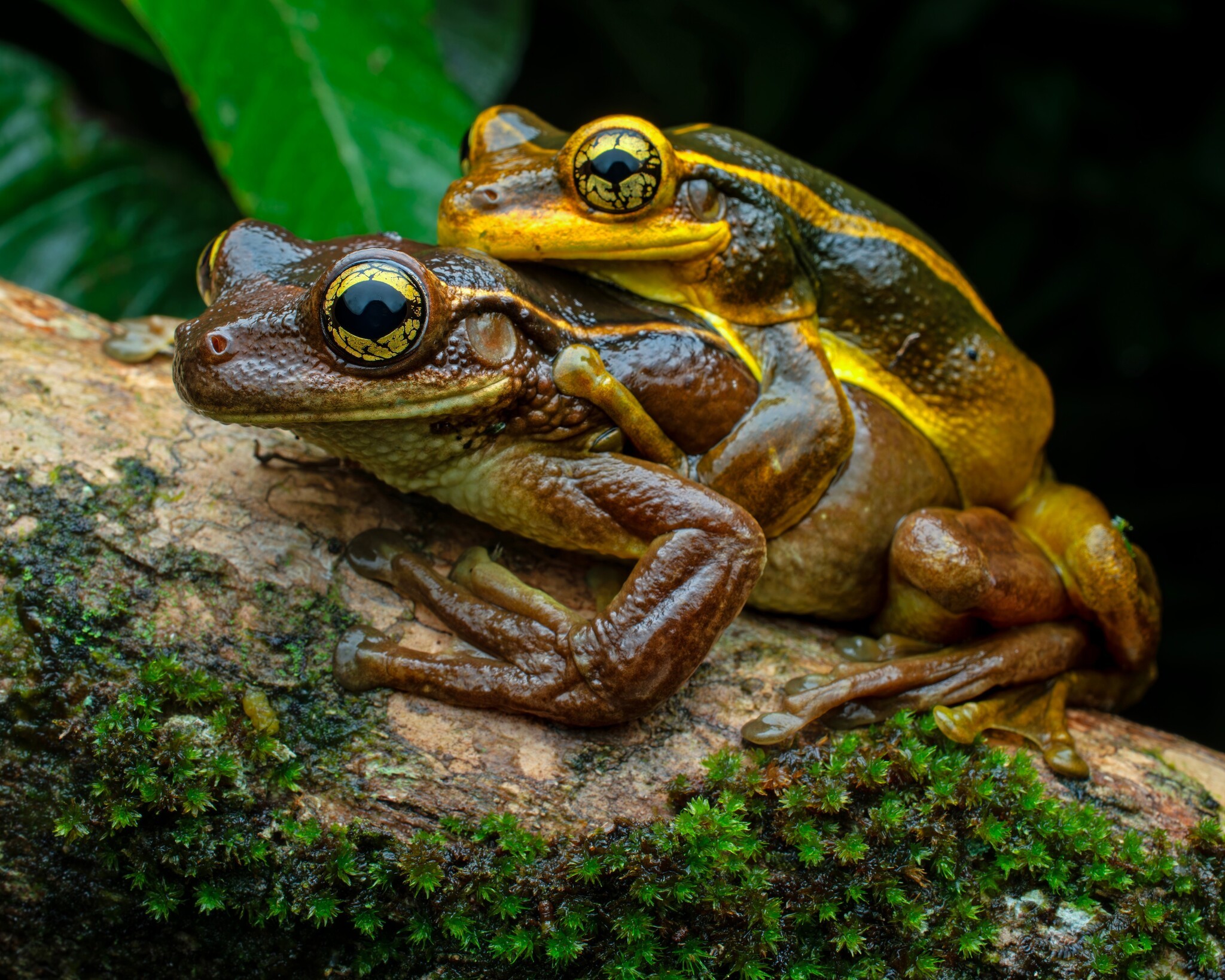 VÍDEO: reprodução explosiva de pererecas-grudentas impressiona no litoral do PR