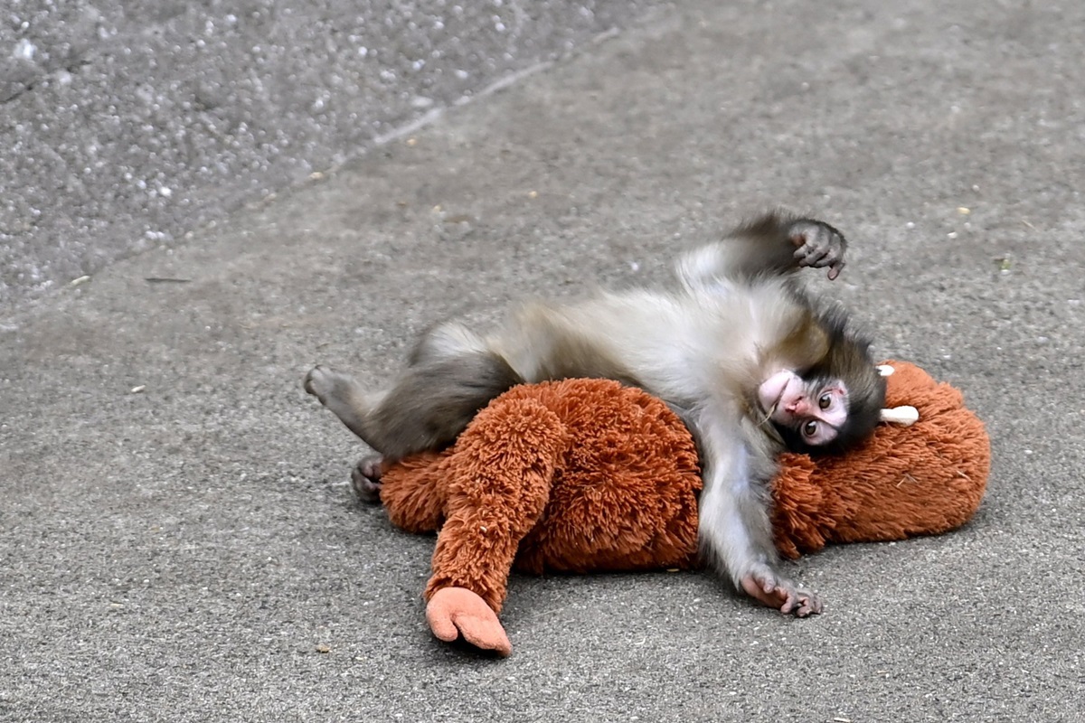 Saiba o que pode levar à rejeição de animais em um grupo