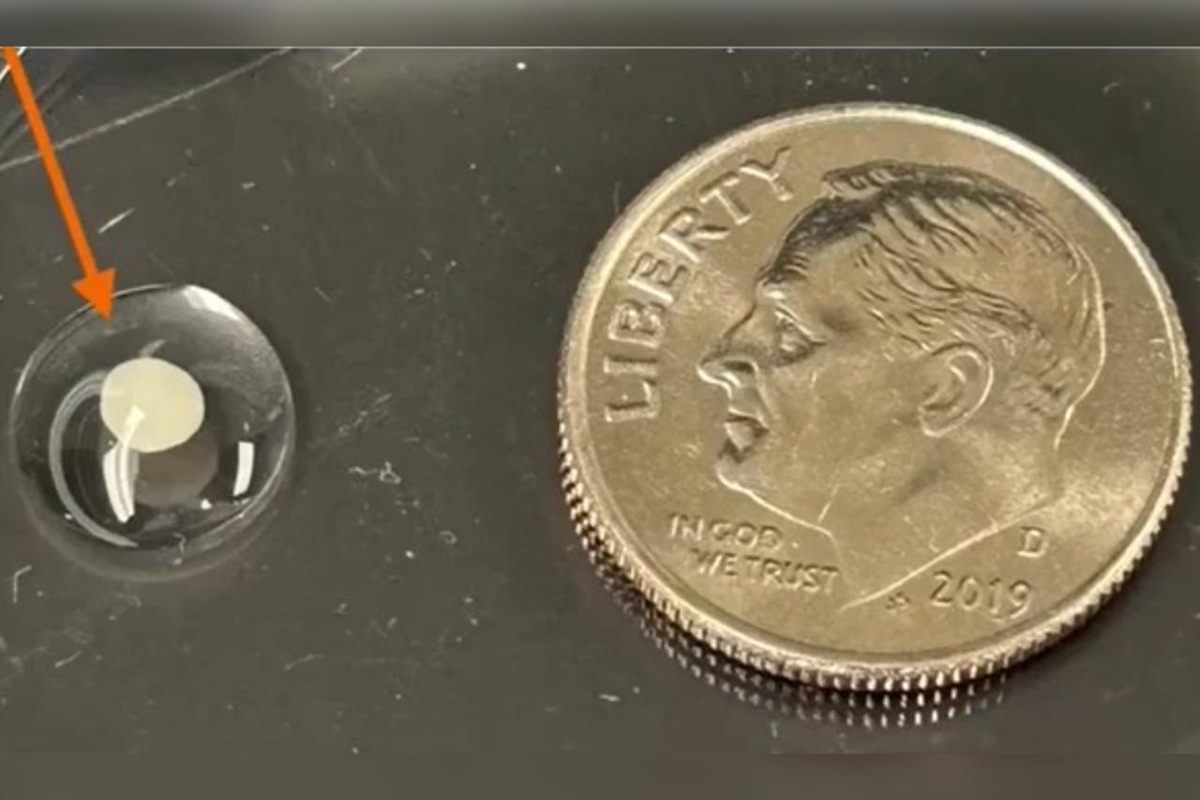 Cientistas criam mini-cérebro capaz de resolver problema de engenharia