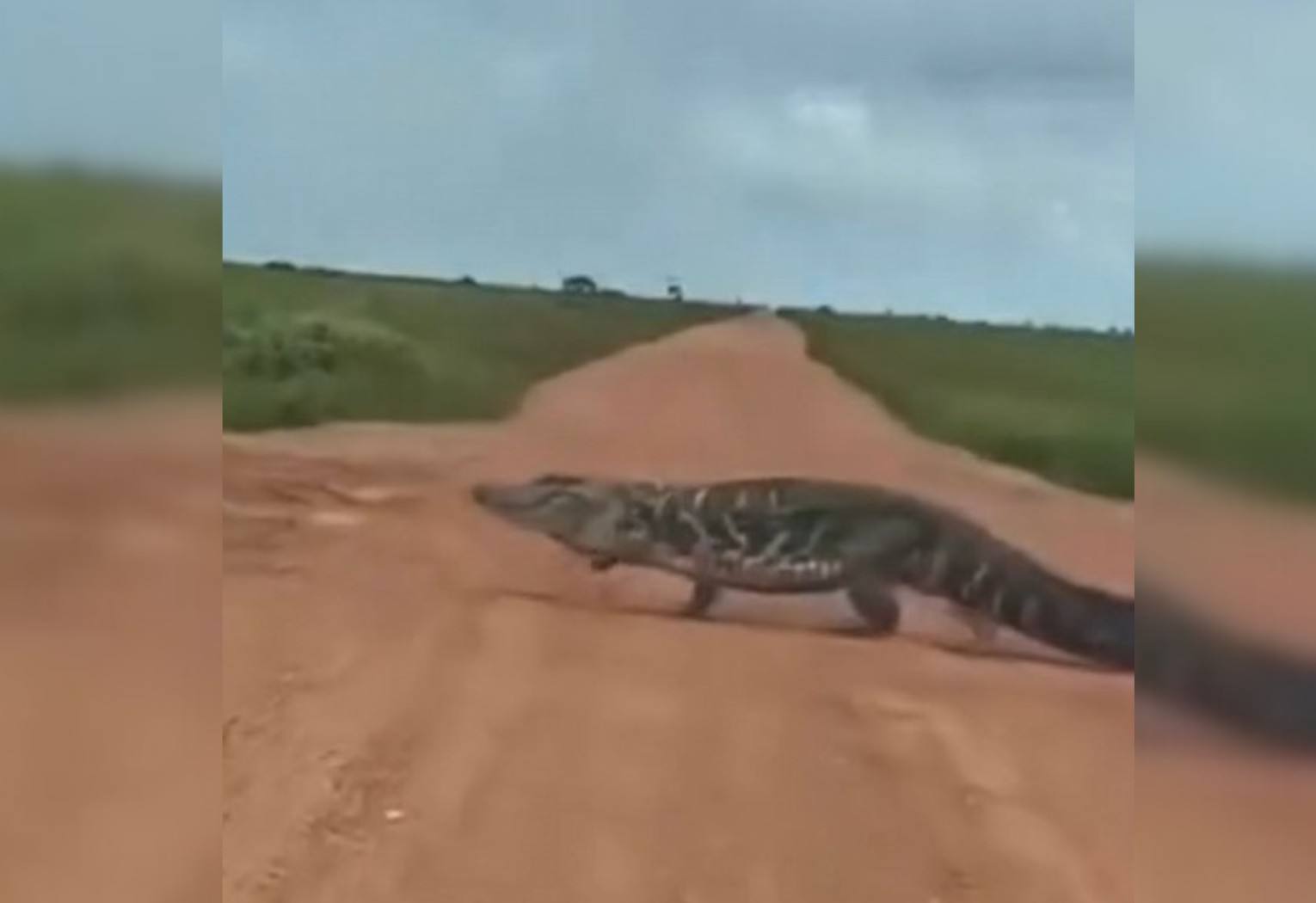Jacaré atravessando rua no Tocantins impressiona pelo tamanho; VÍDEO