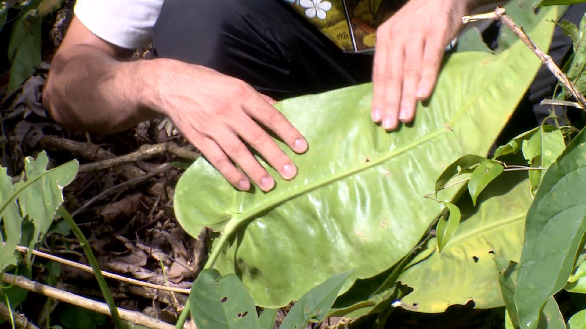 Antúrio das Pedras: nova espécie de planta é descoberta em propriedade rural no ES
