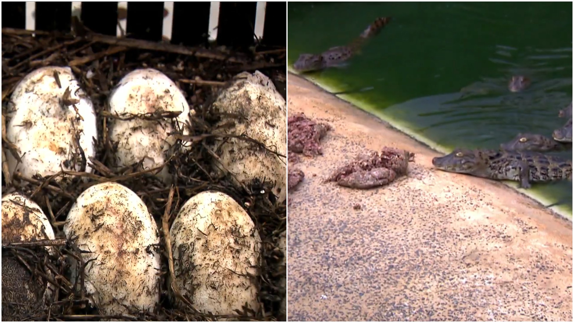 Ovo de jacaré faz barulho e temperatura define sexo do animal; conheça produção