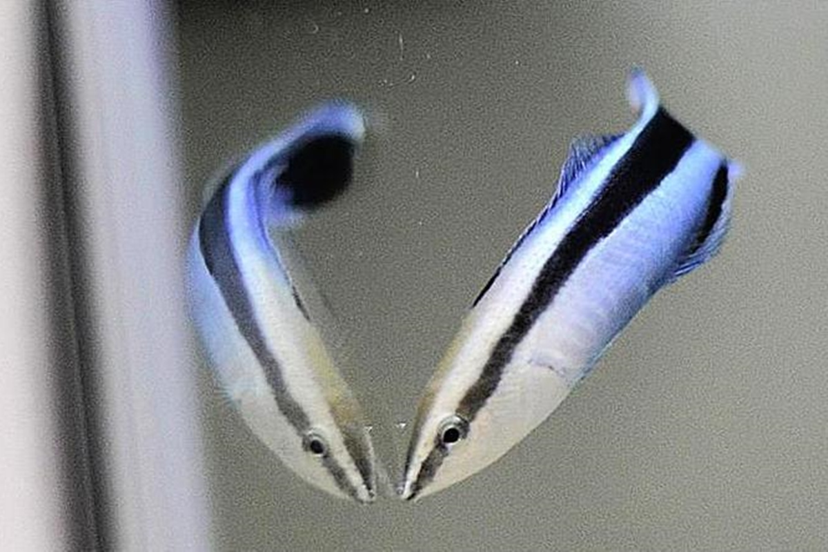 Peixe se reconhece em espelho e mostra inteligência típica de mamífero